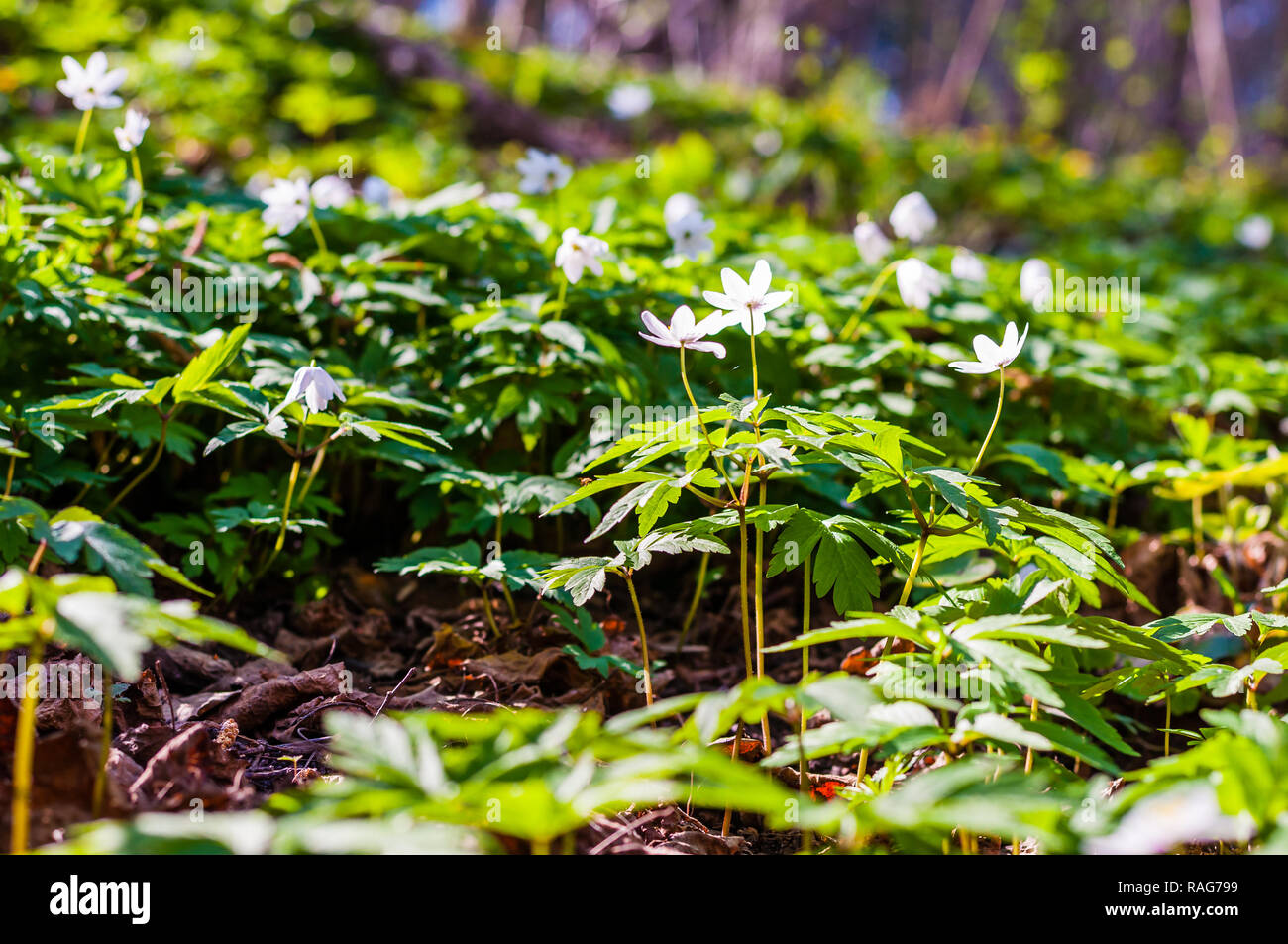 Group of growing blooming Anemone Nemorosa white flowers in early ...