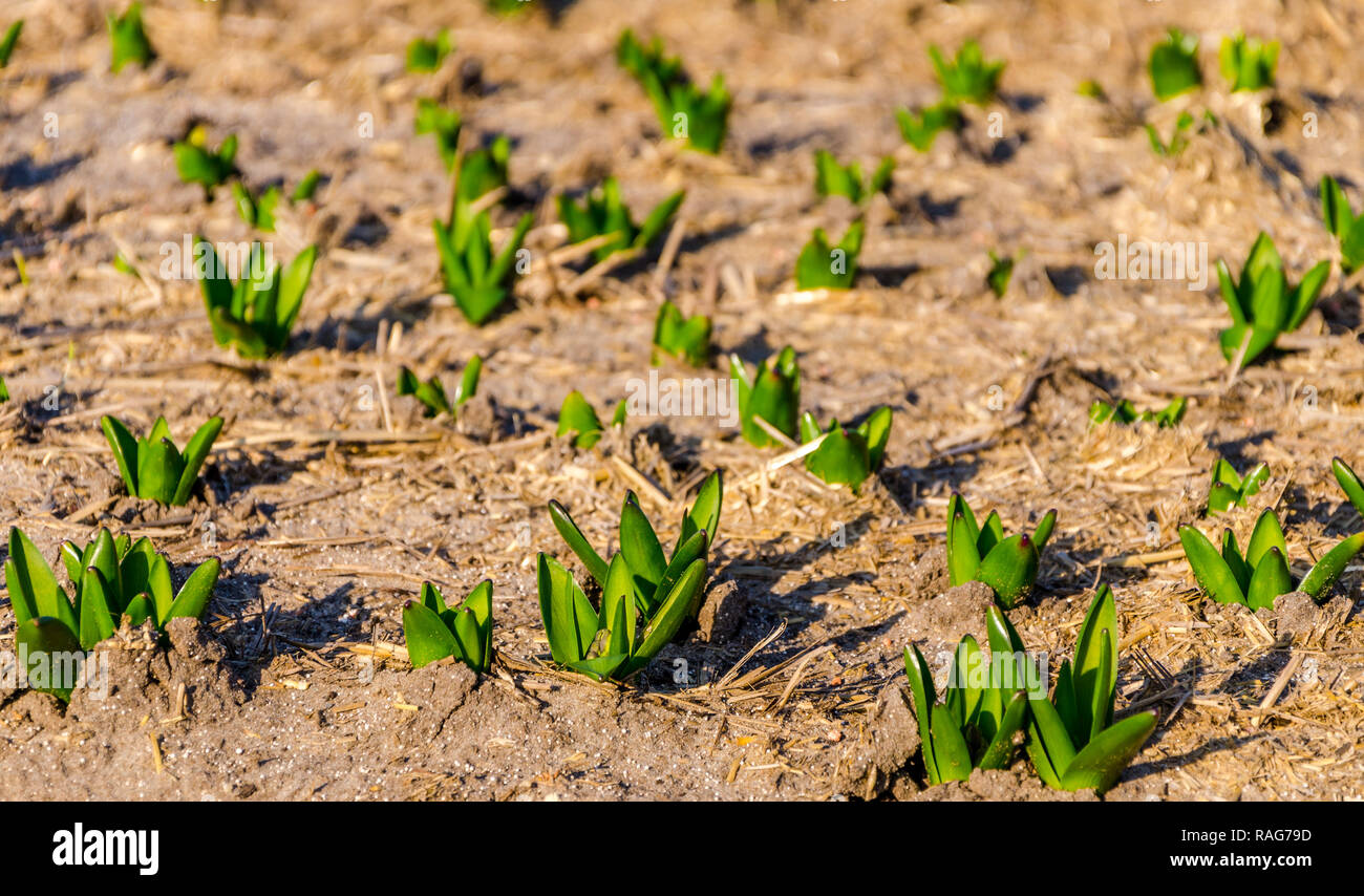 Tulip bulbs sprouting in the Netherlands copy space, selected focus