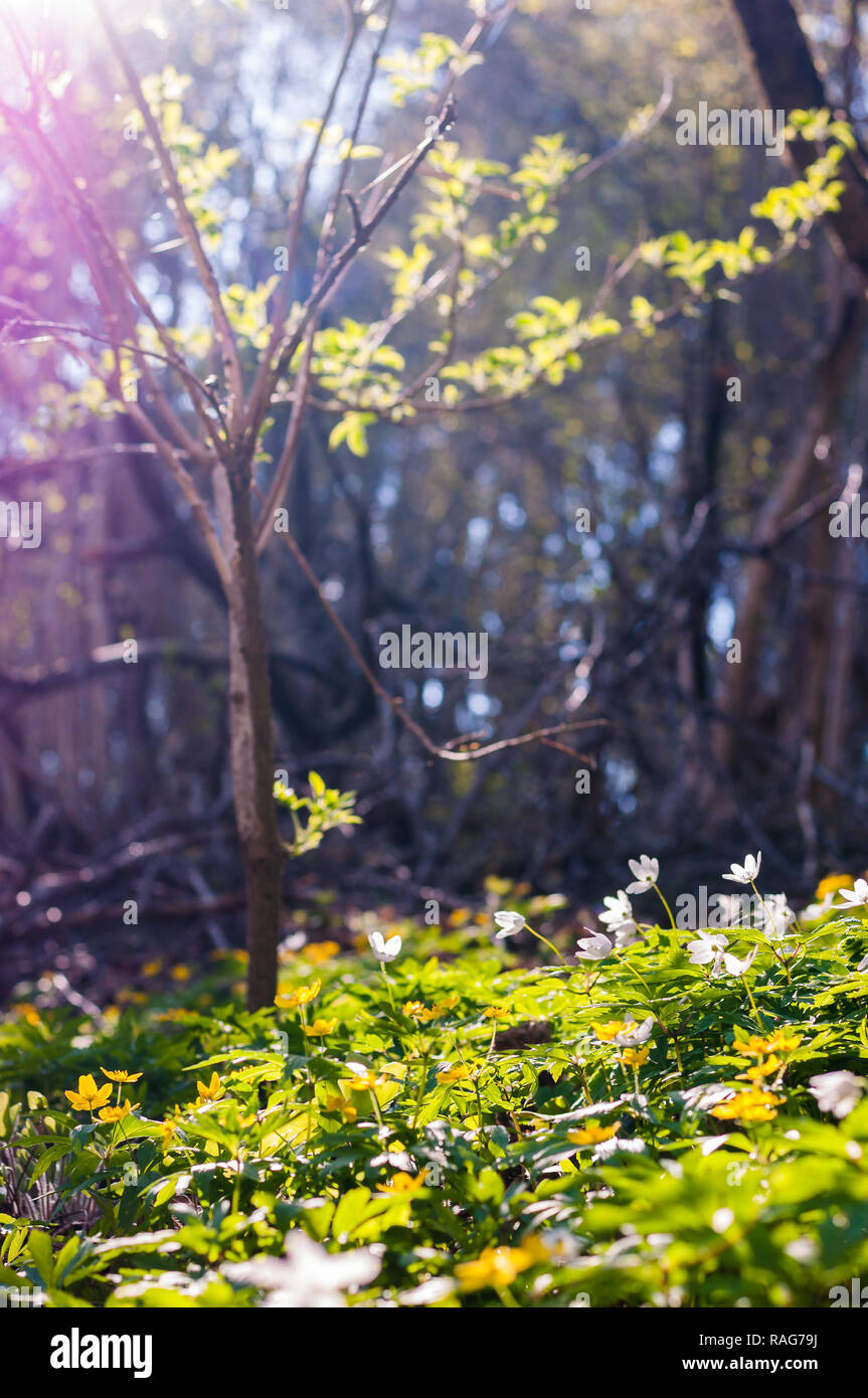 Group of growing blooming Anemone Nemorosa white flowers in early ...