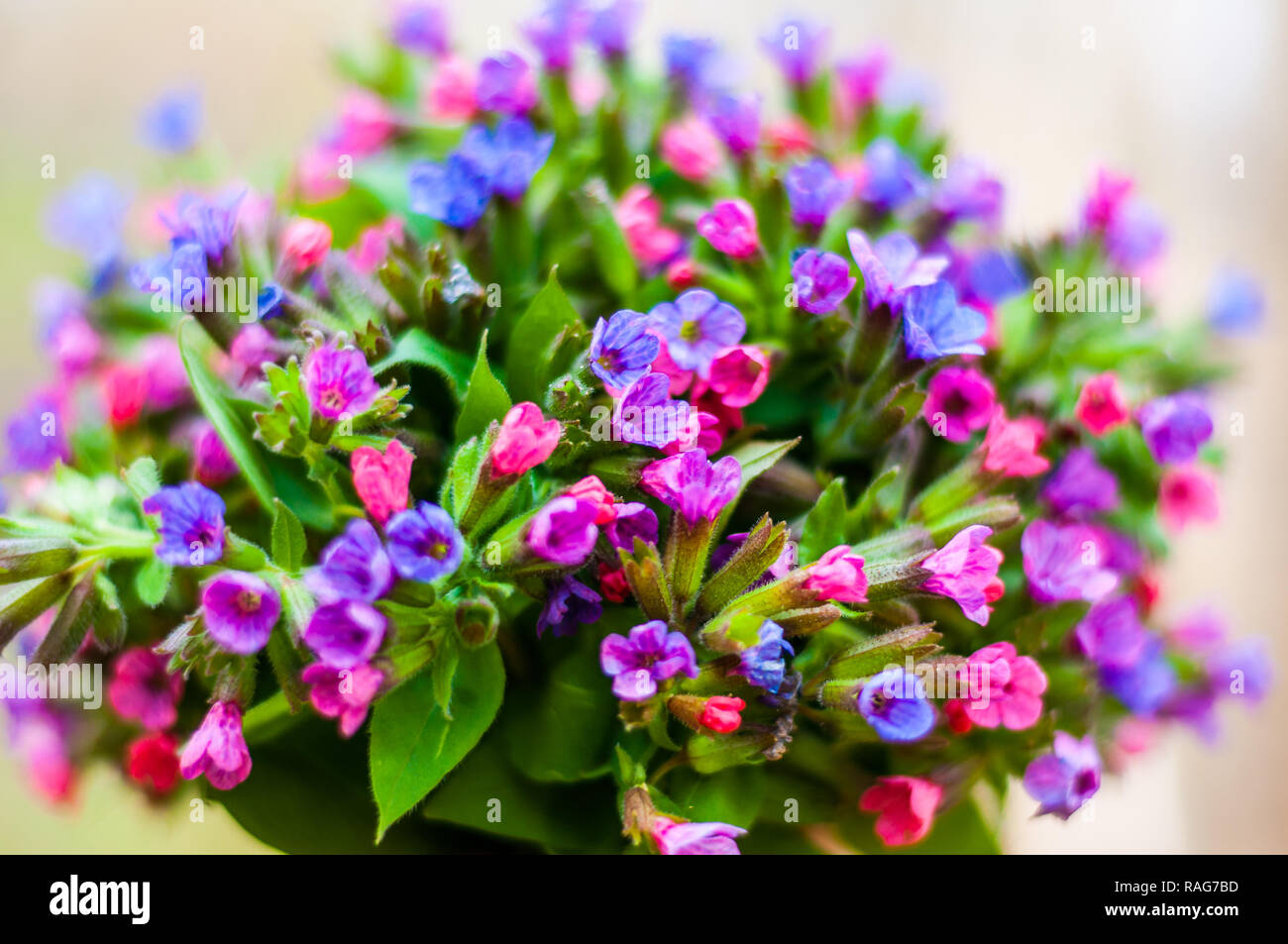 The bouquet of Pulmonaria or lungwort multicolor blue, magenta, red and purple blooming flowers Stock Photo