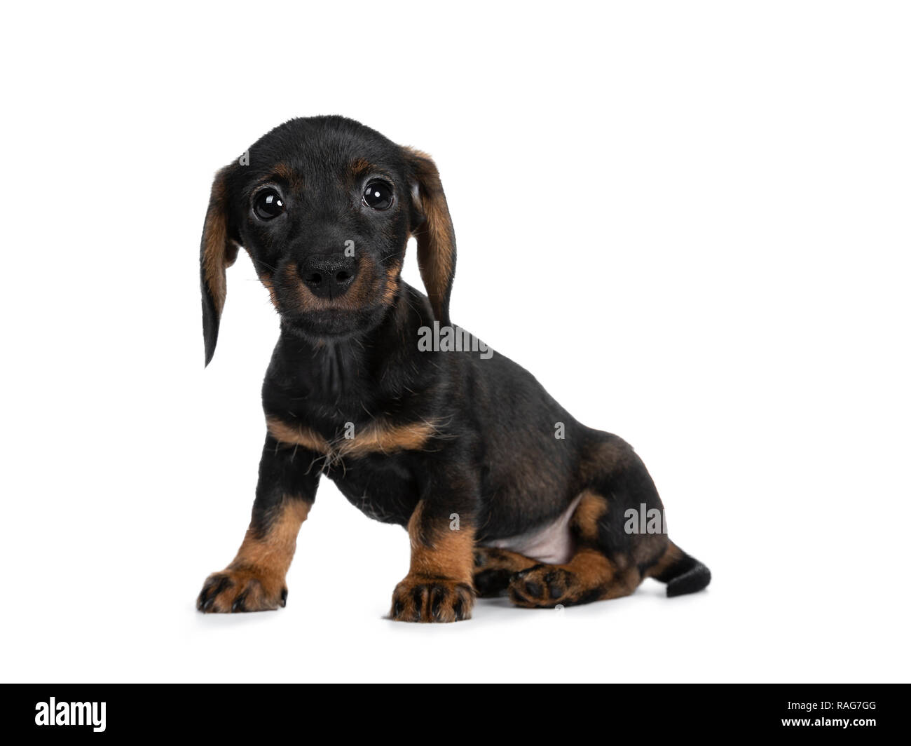 Mini Dachshund Black