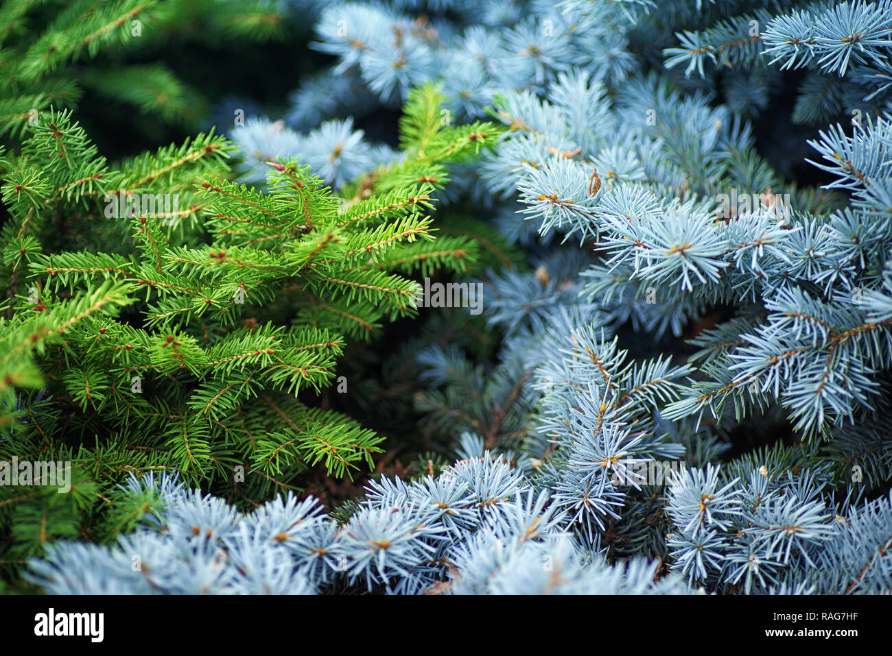 Background from blue and green spruce.Blue and green spruce. Blue and green spruce grow together. Stock Photo