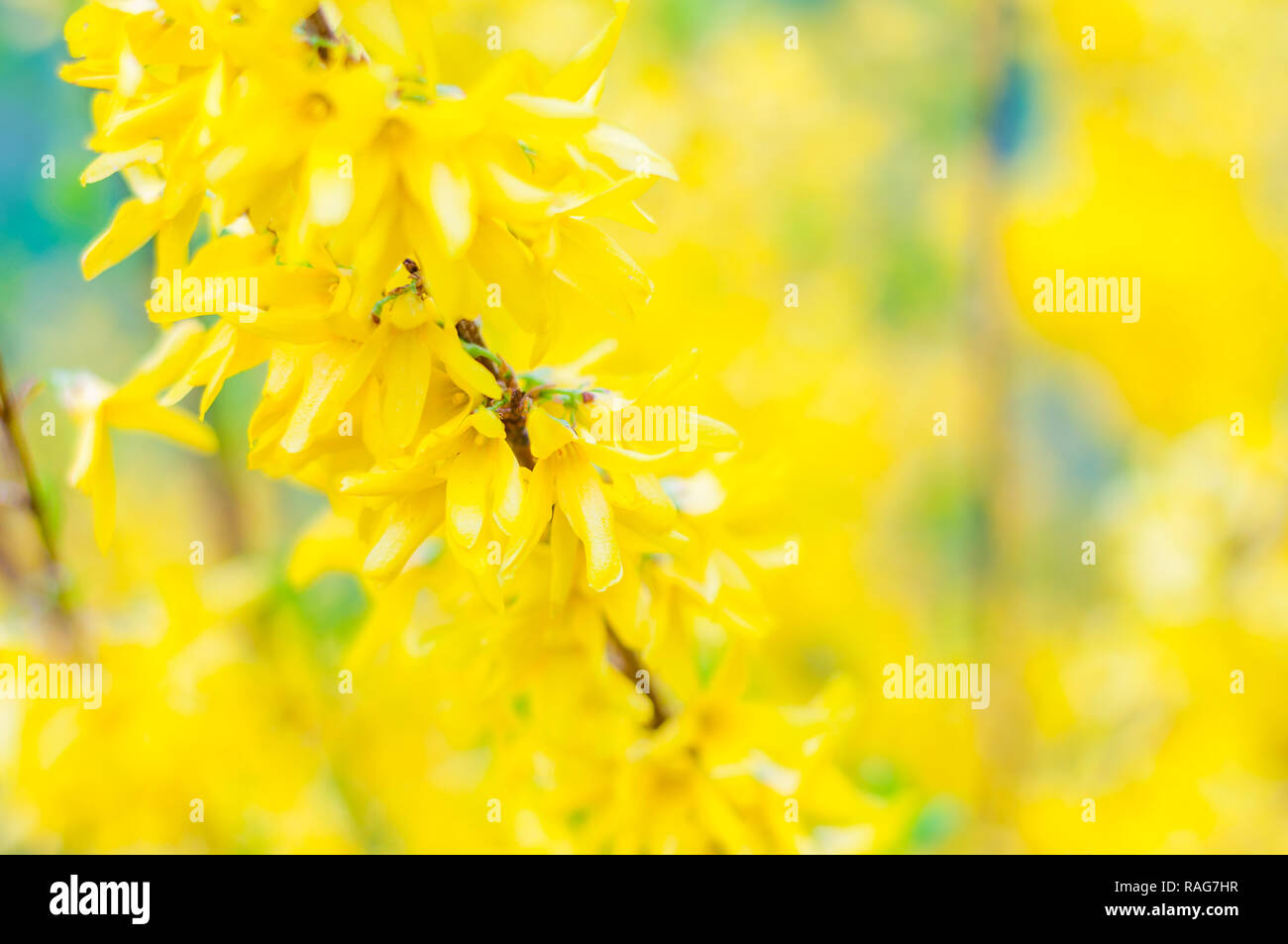 Blooming yellow flowers of Forsythia shrubs plant in the olive family