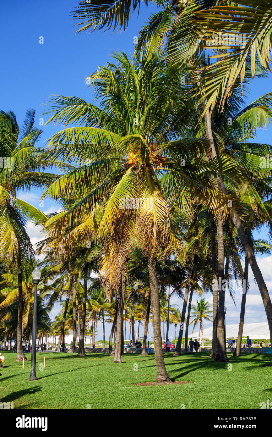 Palm trees in Lummus Park, South Beach, Miami, Florida, USA. Stock Photo
