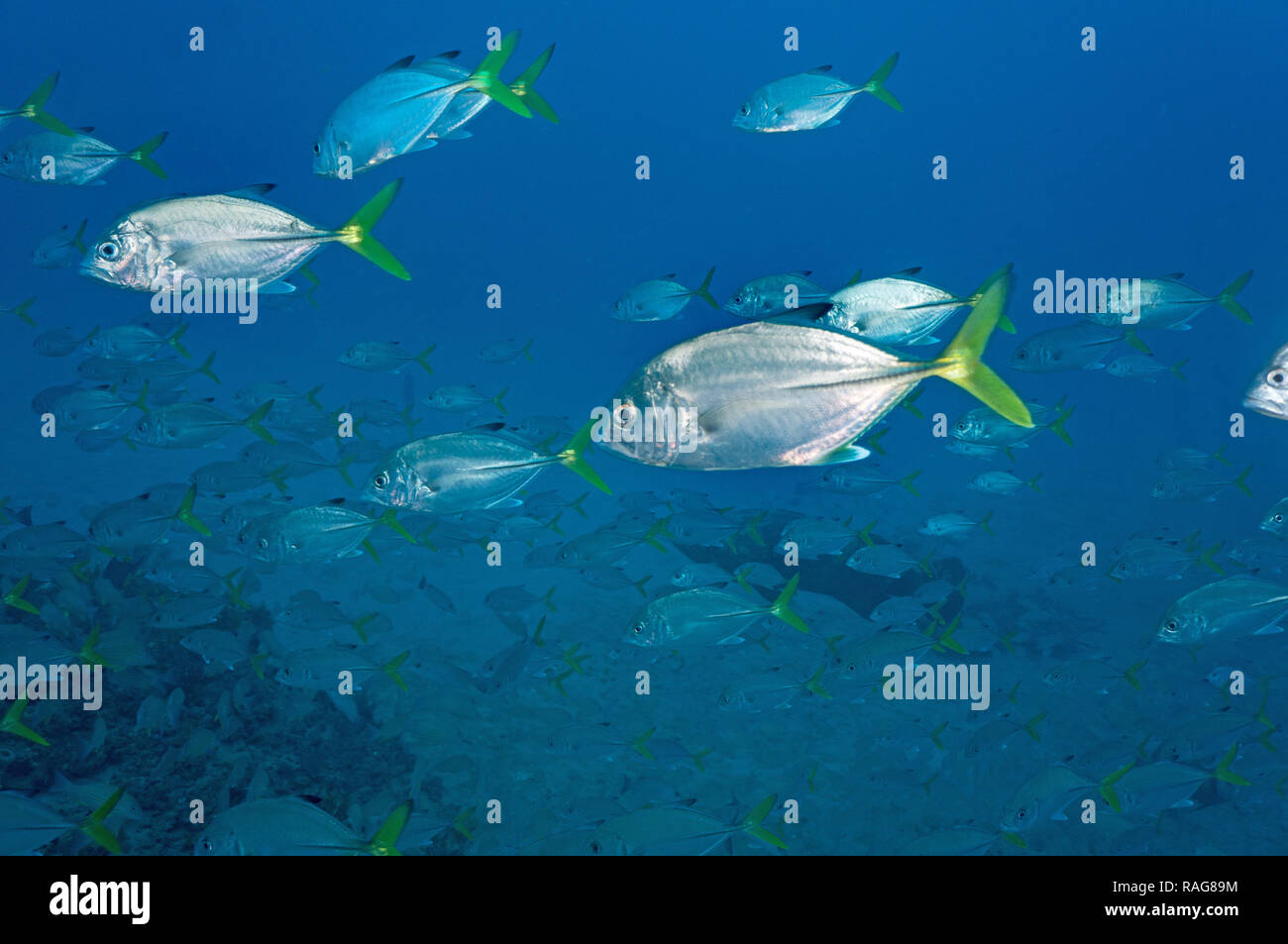 Horse eye jacks hi-res stock photography and images - Alamy