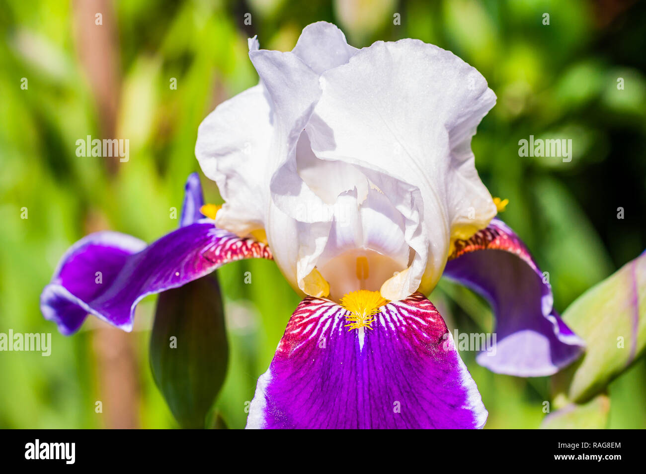 Macro close-up of gorgeous Iris flower white purple violet blooming bud. Iris is a genus of flowering plants with showy flowers. Stock Photo