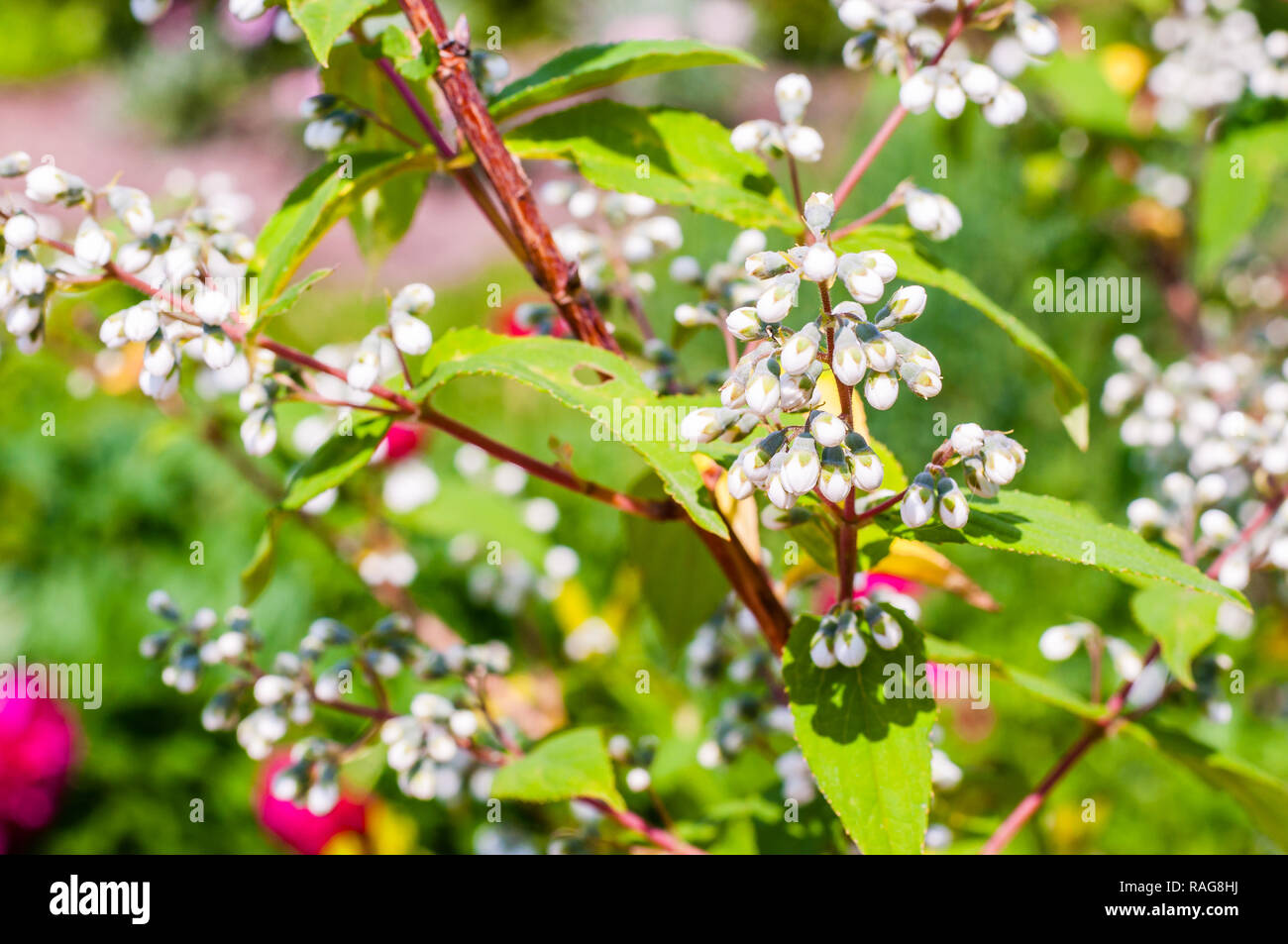 Bunch Of Tiny Blooming White Flowers On Decorative Bush Shrub Plant With Vibrant Red Stems And Branches Stock Photo Alamy