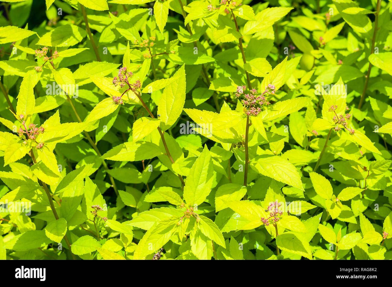 Green yellow leaves of decorative vibrant Physocarpus family bush shrub