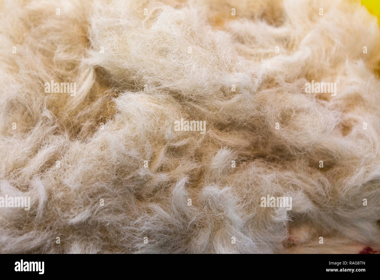 Natural wool on sheep. Fleece. light colour, Ecru. Sheering season