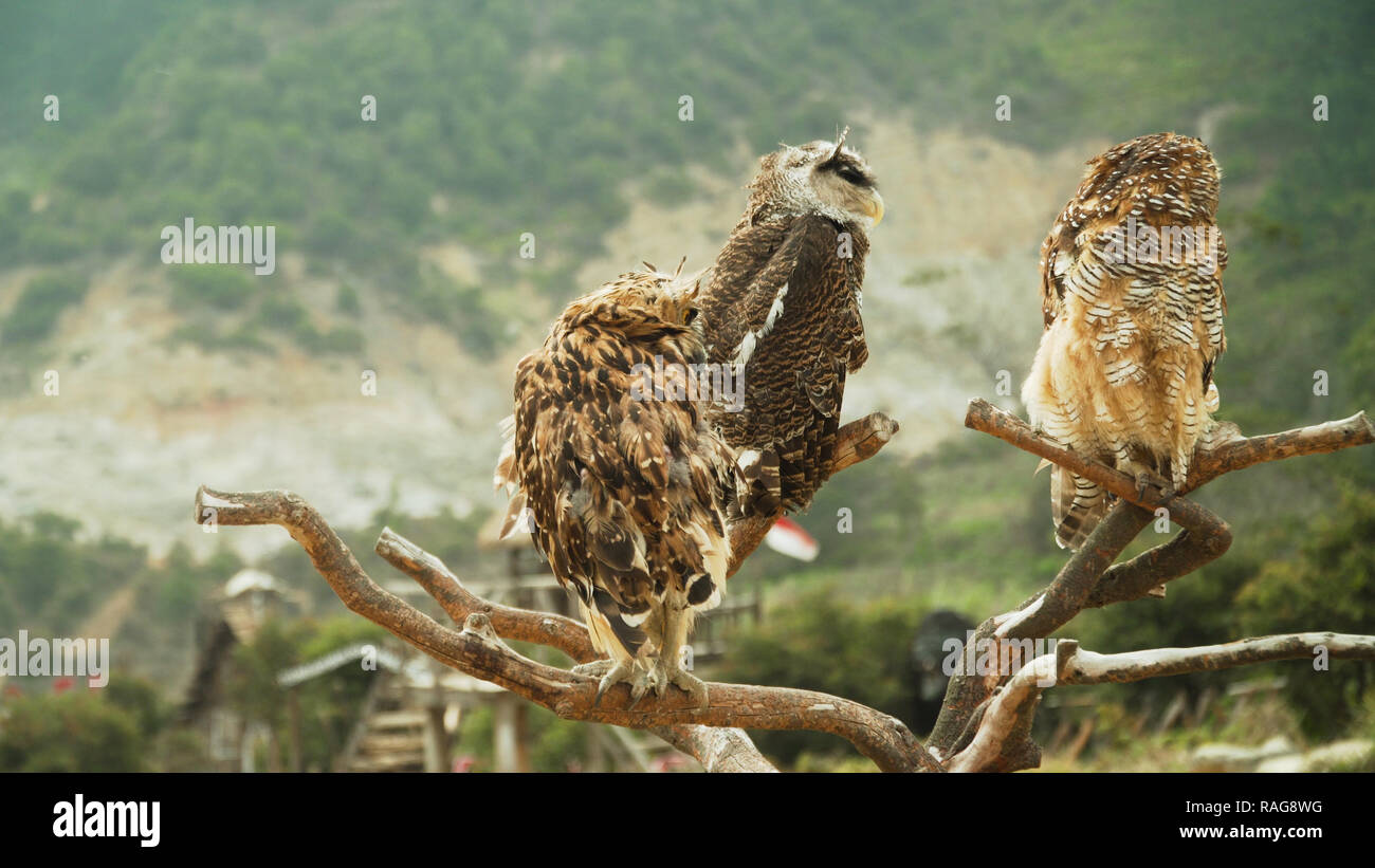three javanese owls on dry tree branch. owls living on Dieng plateau on ...