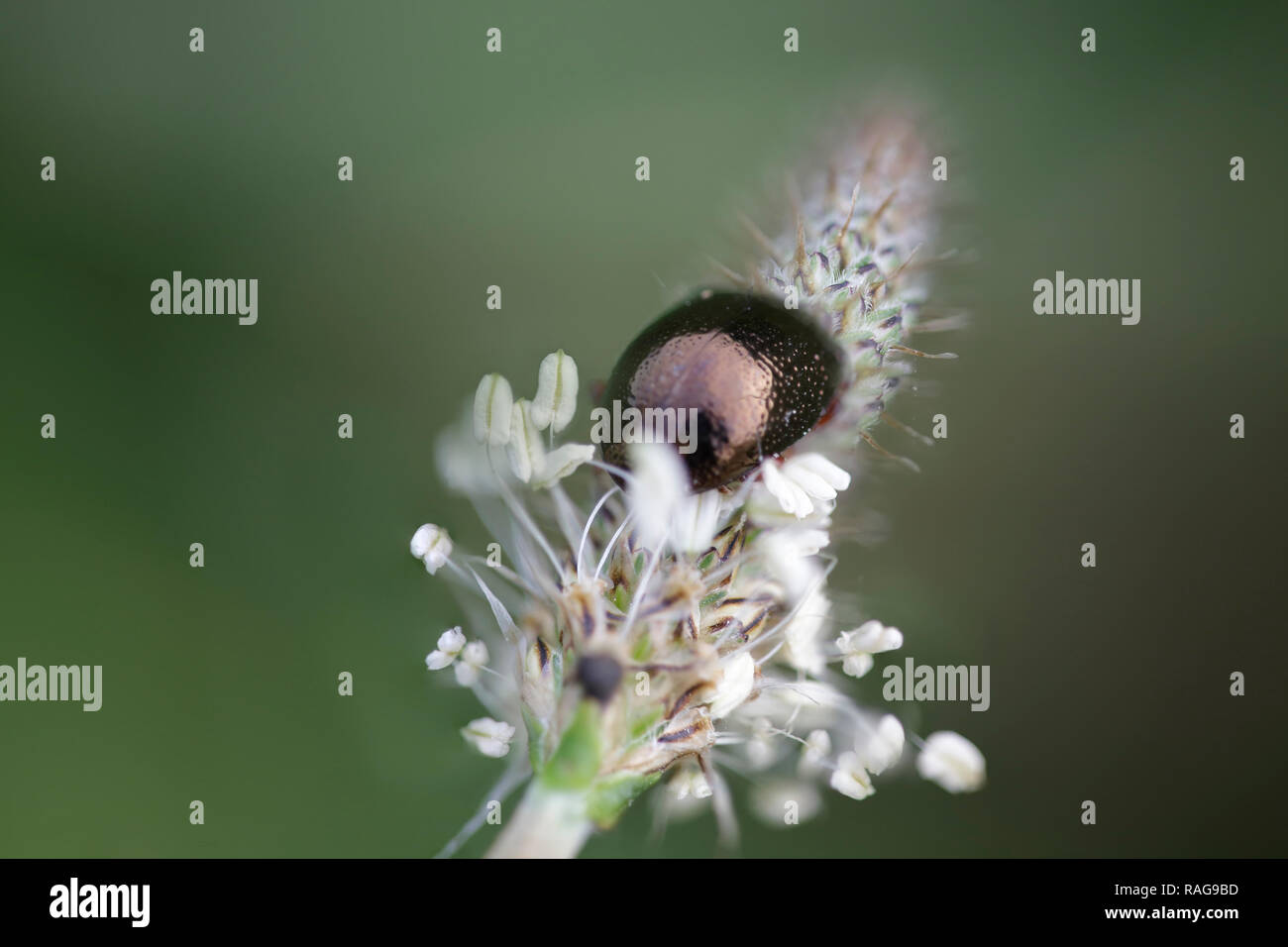 Metallic beetle in a wild flower. Shallow DOF. Stock Photo