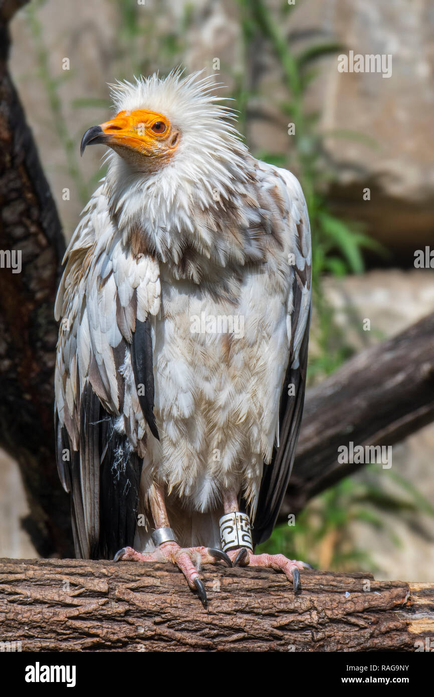 Egyptian vulture (Neophron percnopterus) perched in tree, native to Spain, North Africa and India Stock Photo