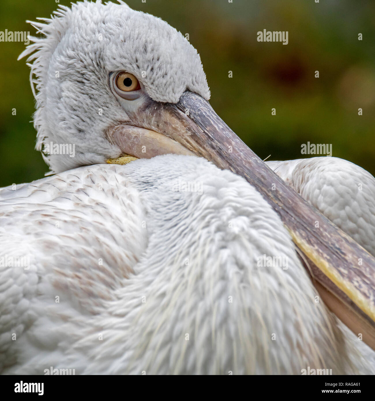 Close-up portrait of Dalmatian pelican (Pelecanus crispus) native to Southeast Europe and Asia Stock Photo