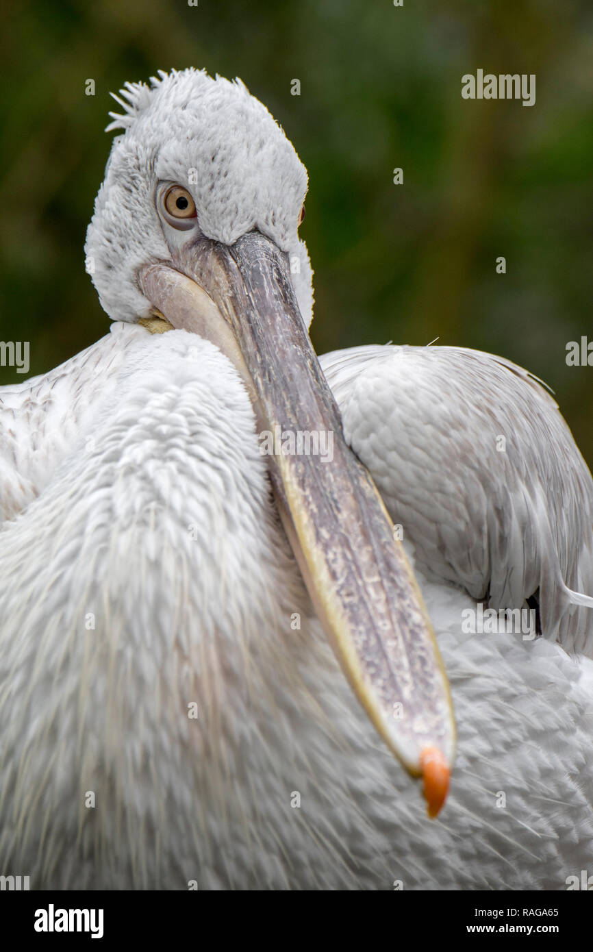 Close-up portrait of Dalmatian pelican (Pelecanus crispus) native to Southeast Europe and Asia Stock Photo