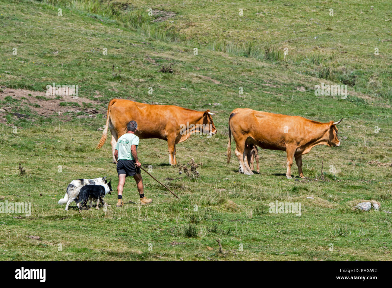 Cattleman / cowman / herdsman with two border collies herding Limousin cattle herd in Alpine pasture in the French Pyrenees, France Stock Photo