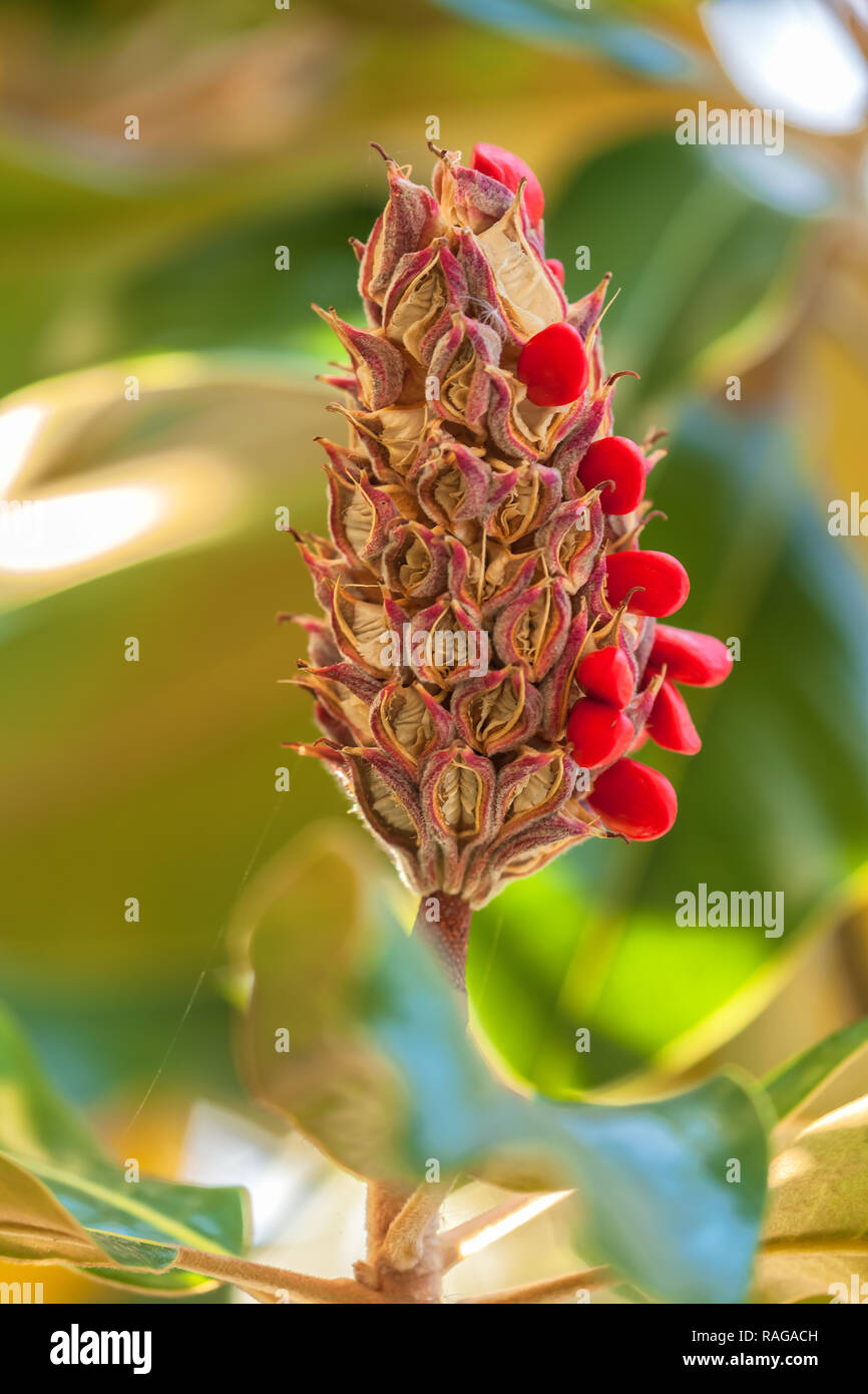 The fruit and seeds of the southern magnolia (Magnolia grandiflora) Stock Photo