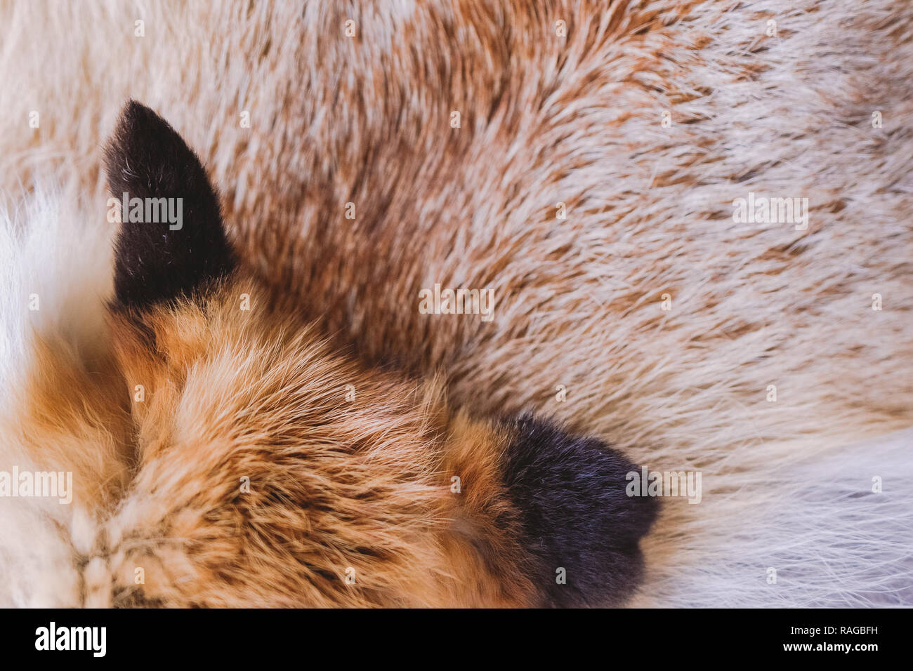 Closeup top view of fluffy texture of colorful real fox animal fur. Natural furry background with dark animal ears. Horizontal color photo. Stock Photo