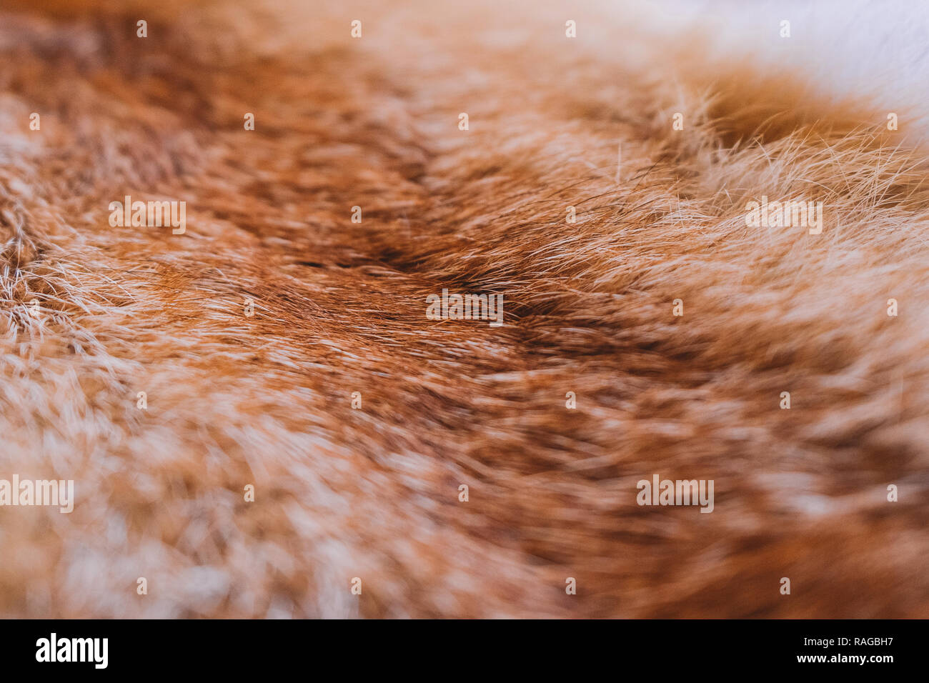 Closeup top view of fluffy texture of colorful real fox animal fur. Natural furry background. Horizontal color photography Stock Photo