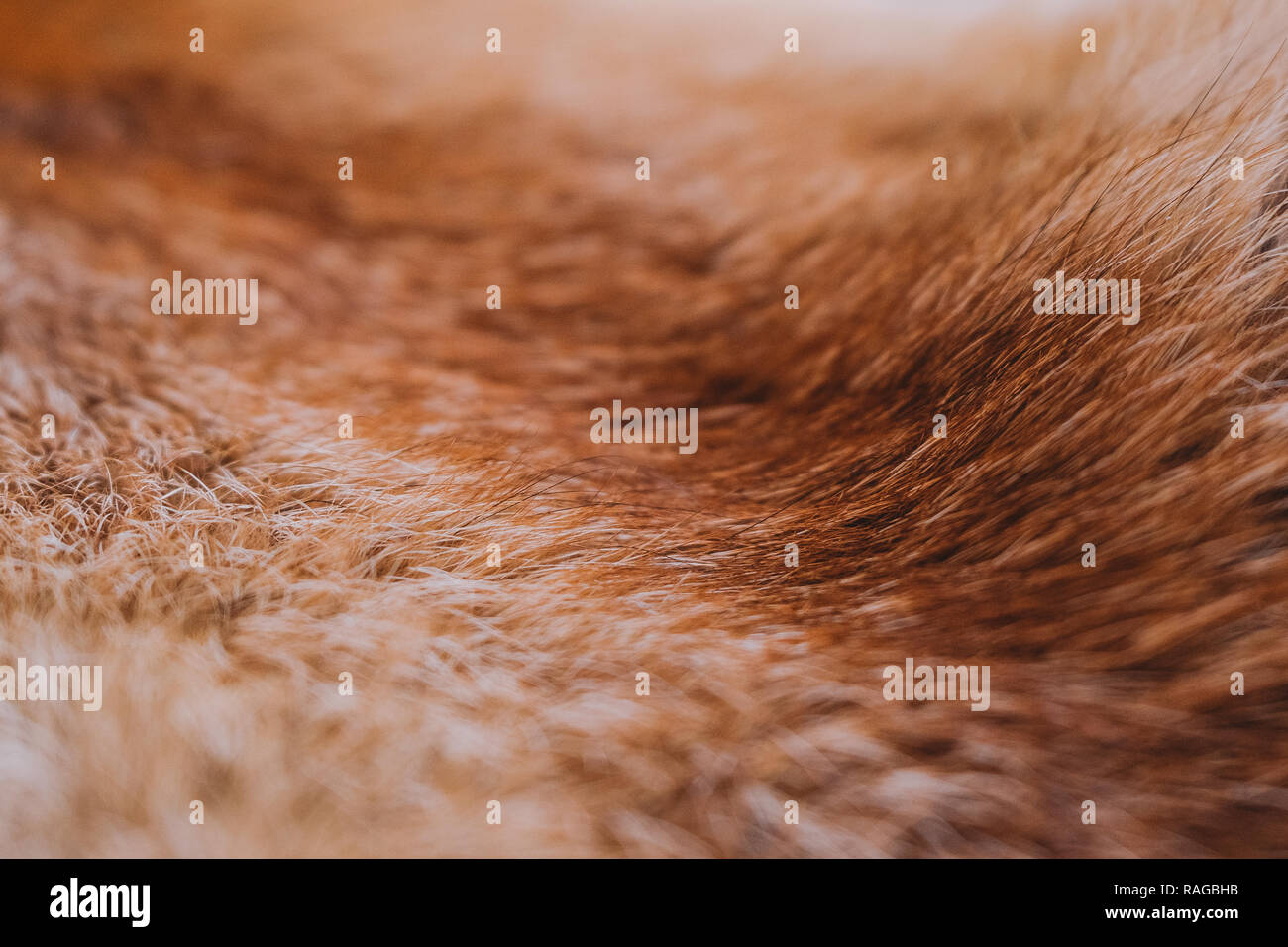 Closeup top view of texture of colorful real dead animal fur. Natural furry background. Horizontal color photography. Stock Photo