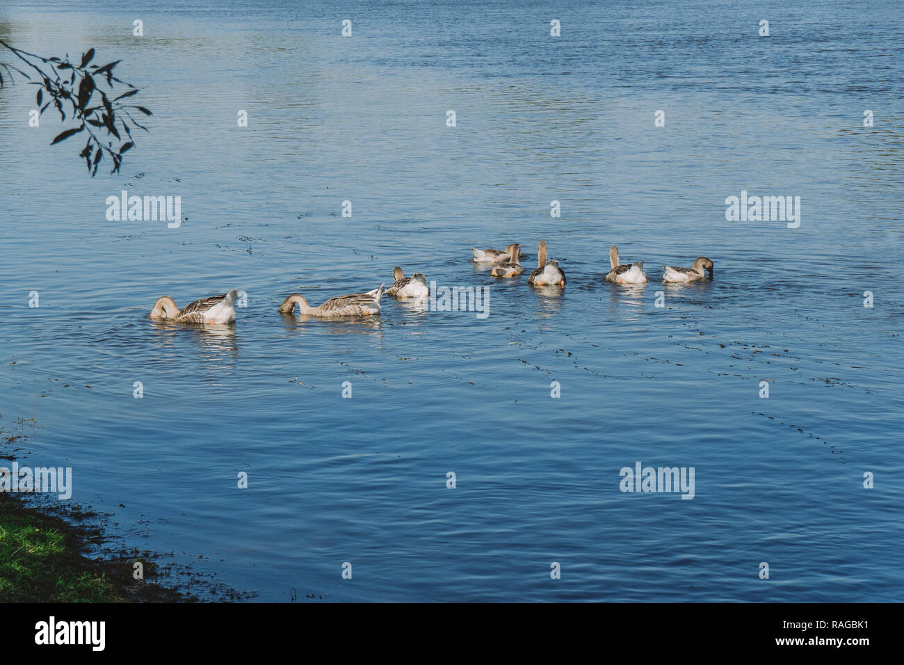 Group of domestic geese swimming in blue river happily and eating water plants. Countryside eco farming concept. Horizontal color photo. Stock Photo