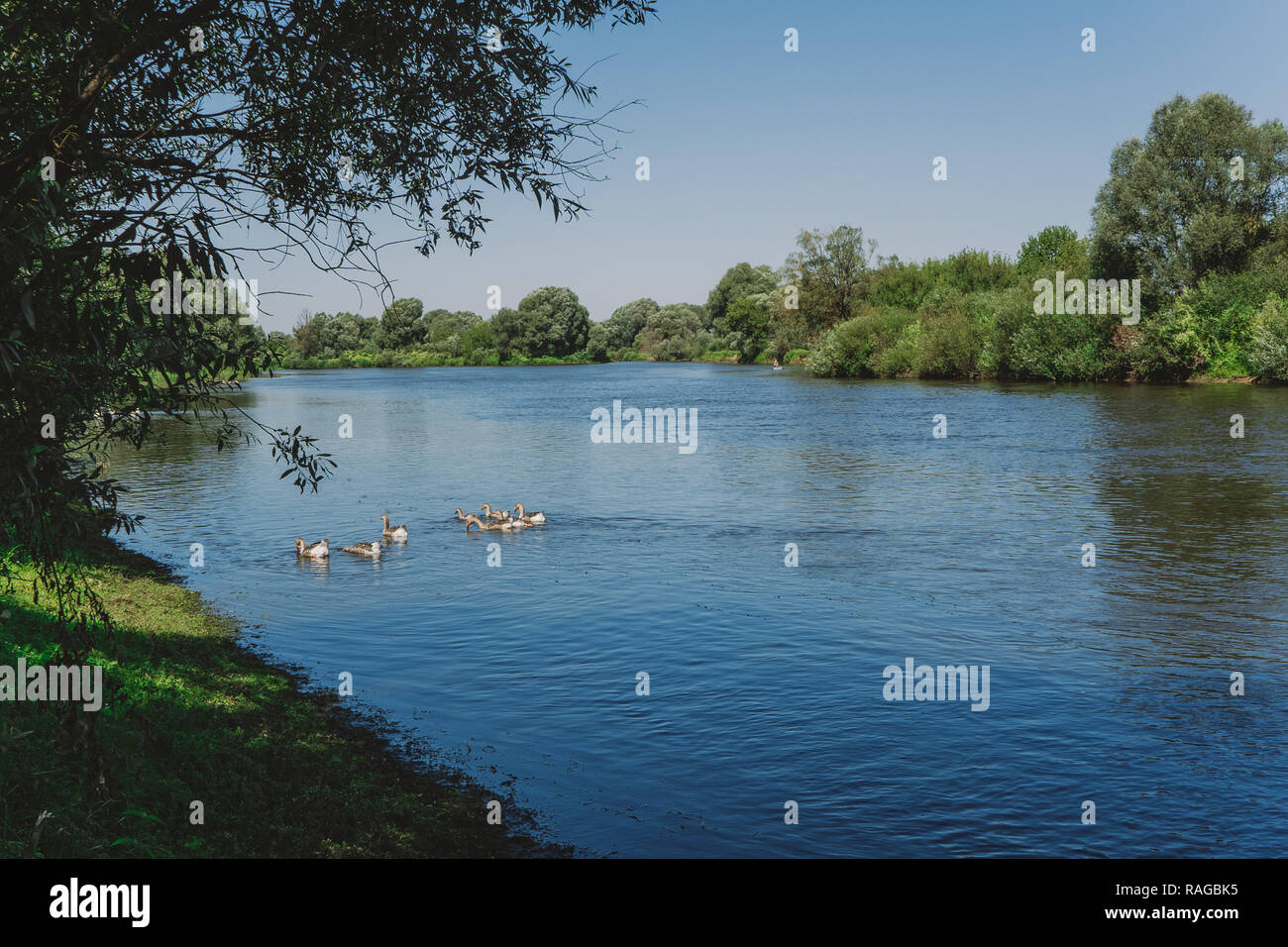 Group of domestic geese swimming in blue river happily and eating water plants. Countryside eco farming concept. Horizontal color photo. Stock Photo