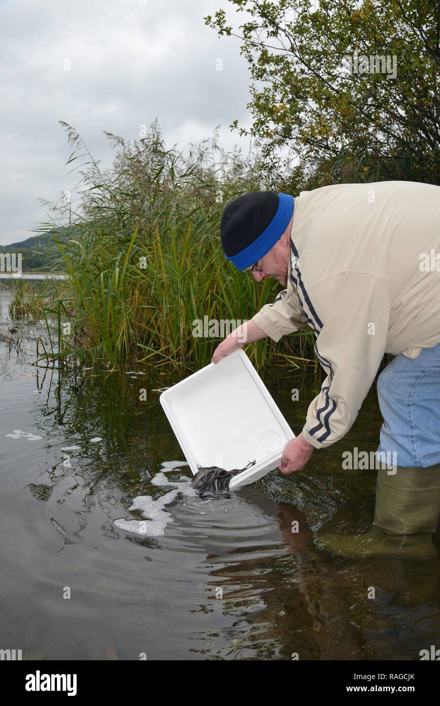 European eel (Anguilla anguilla) elvers being released during a reintroduction project, Lake Llangorse, Wales, UK. Stock Photo