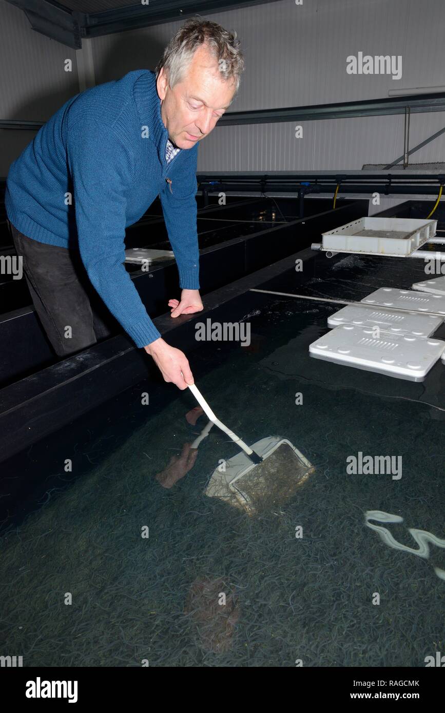 Glass tanks hires stock photography and images Alamy