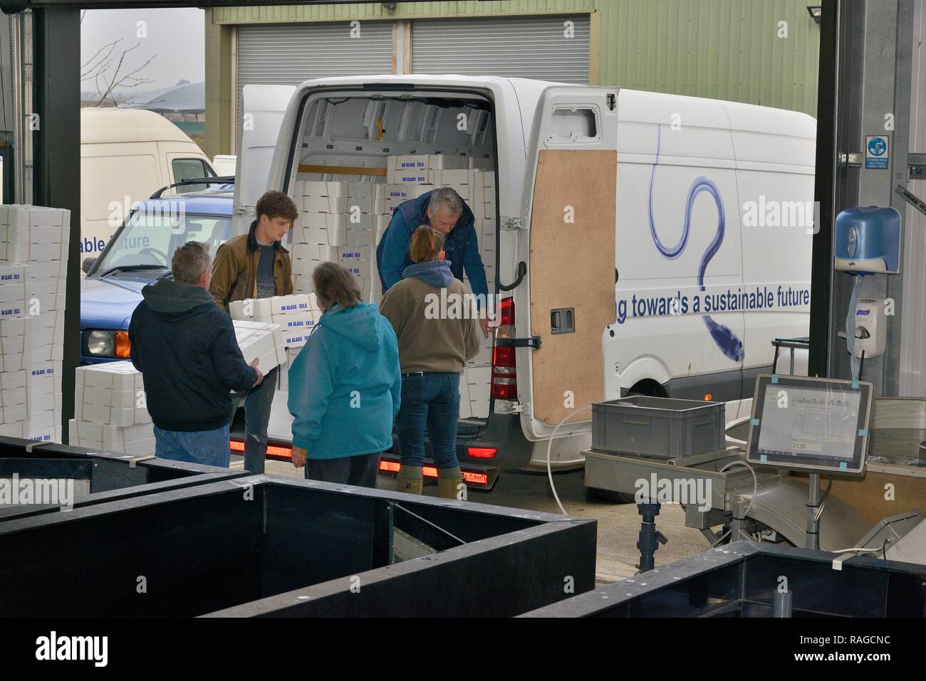 Glass eels, young European eel (Anguilla anguilla) elvers, packaged in