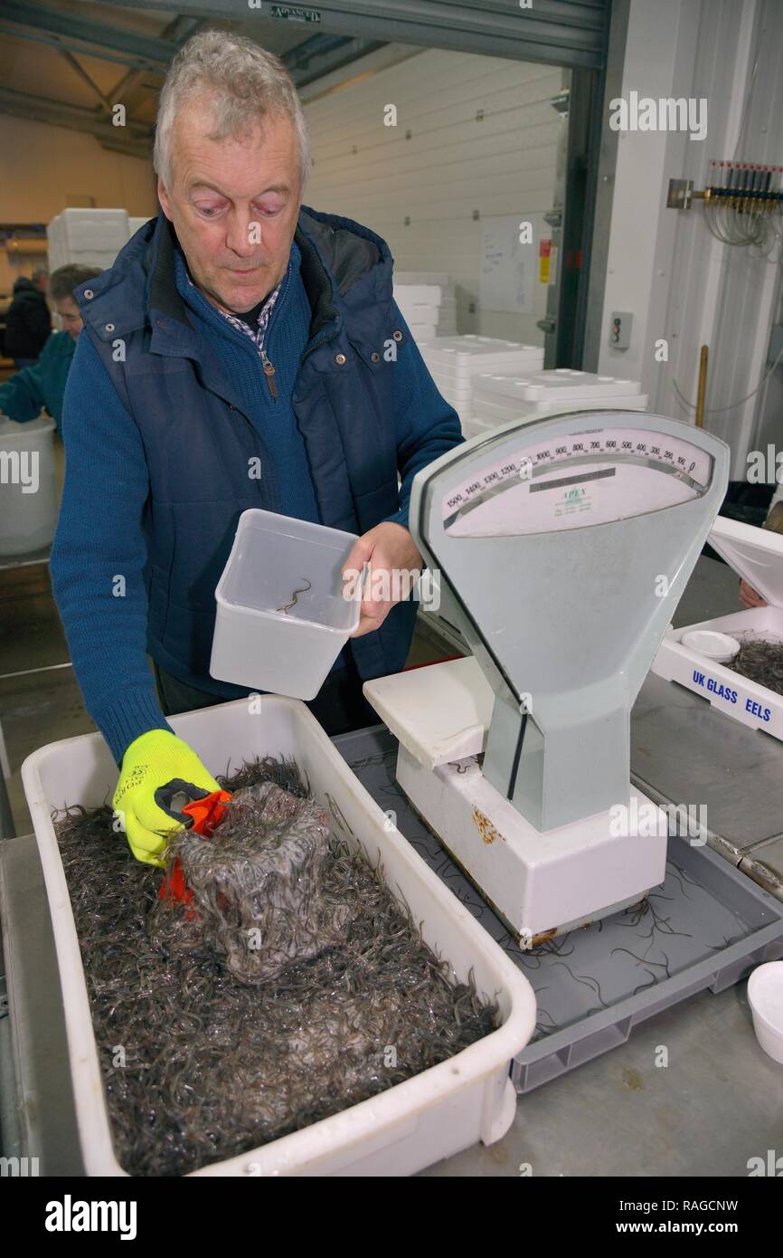 Glass eels, young European eel (Anguilla anguilla) elvers being weighed