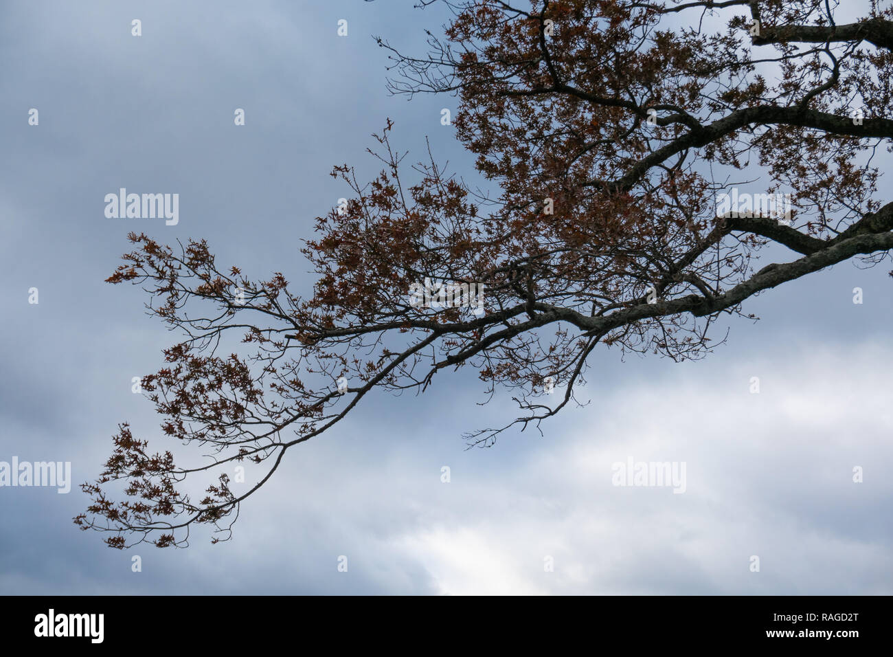 gloomy winter sky and oak branch, concept of seasonal affective ...