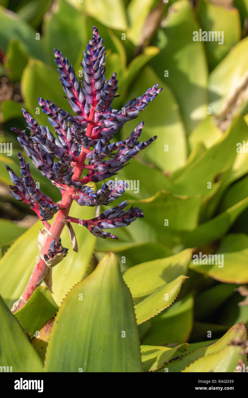 Aechmea Bromeliad flower with spiked green leaves and a hot pink flower spike with purple buds Stock Photo