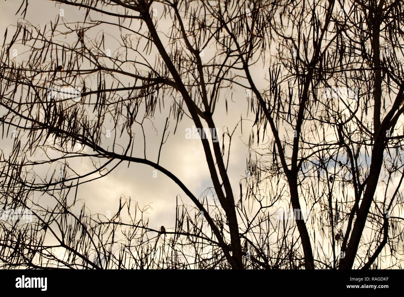 Branches of dry and dead tree under blue grey in winter Stock Photo - Alamy