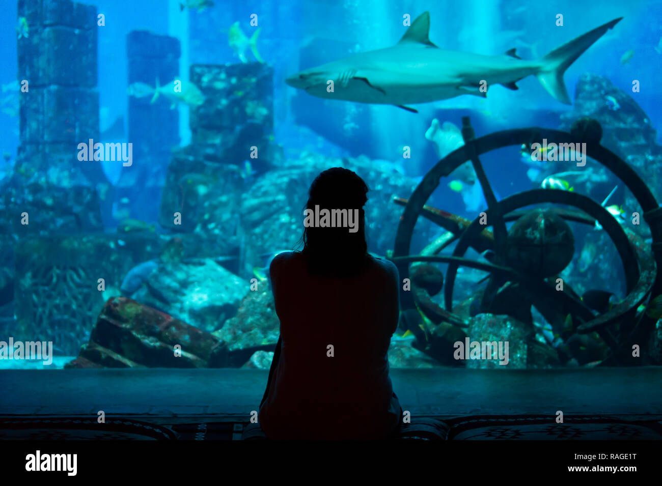 Young woman watch fishes and sharks in beautiful blue aquarium in Dubai Stock Photo