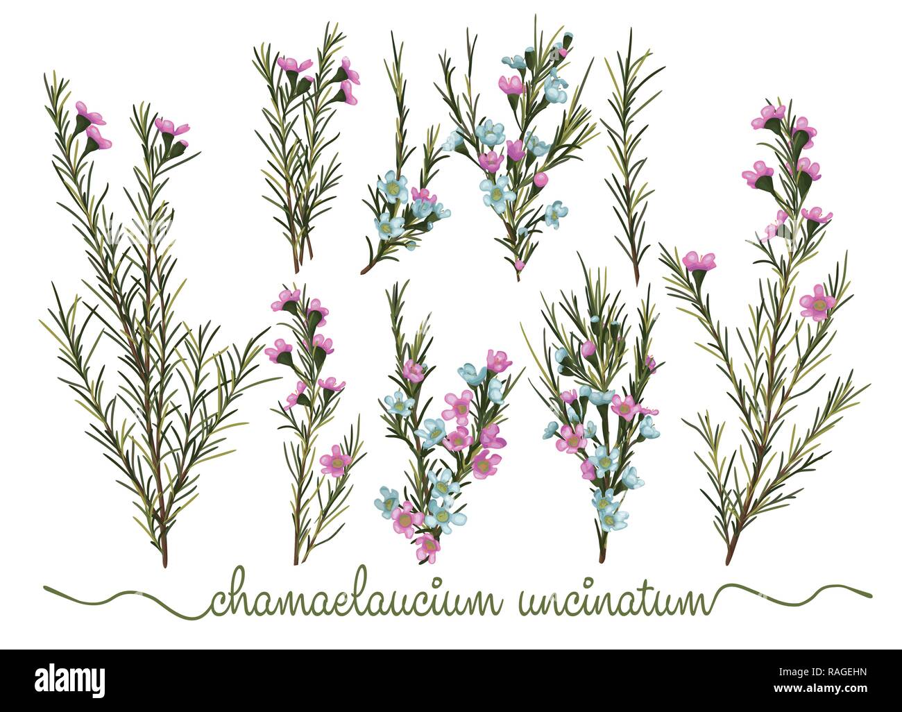 Set of botanic floral elements. Chamaelaucium (waxflower) collection with leaves and flowers, drawing watercolor. Pattern of flowers isolated over whi Stock Vector