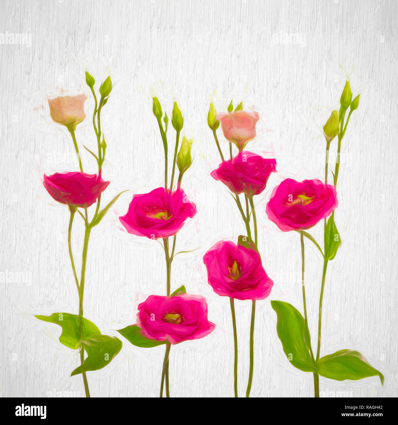 Pink lisianthus on a plain background, digital art photography Stock Photo