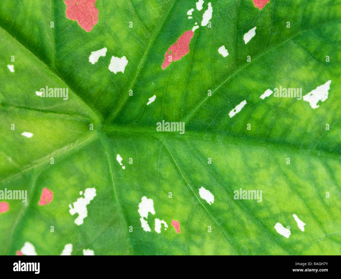 Pink and white freckles on green surface of Caladium Bicolour leaf Stock Photo