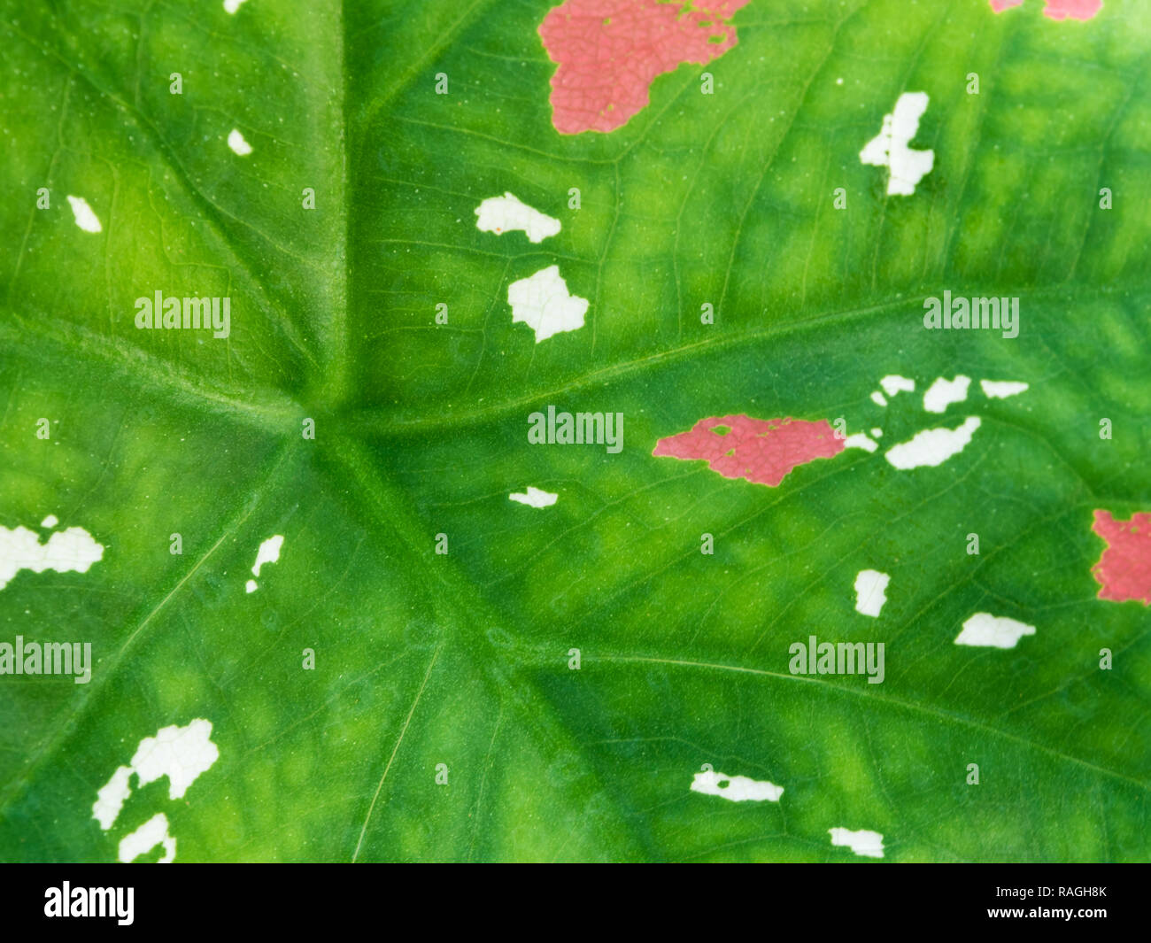Pink and white freckles on green surface of Caladium Bicolour leaf Stock Photo