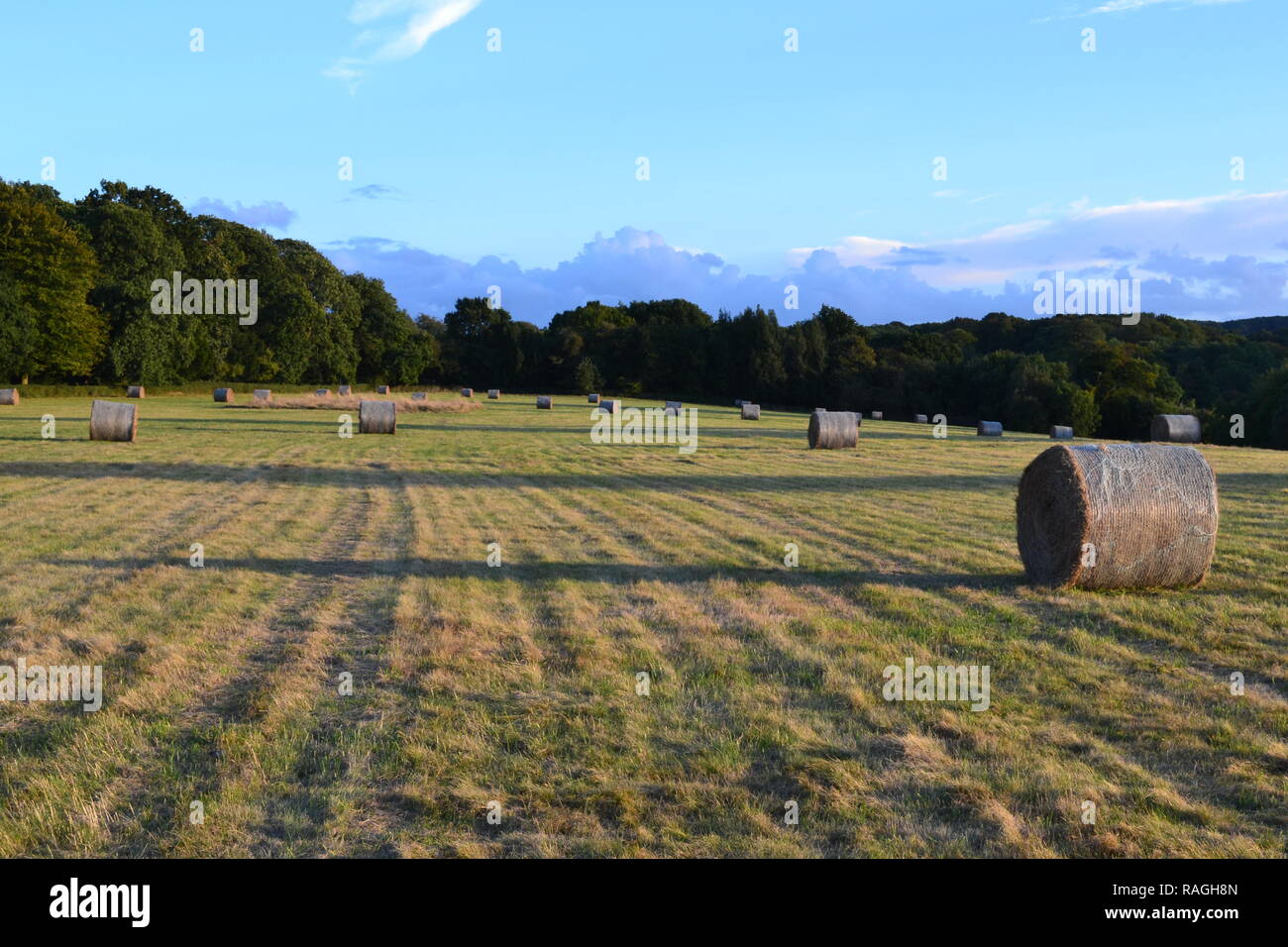 Round hay bales cast long shadows in a field by Charles Darwin's house in Downe, Kent, late