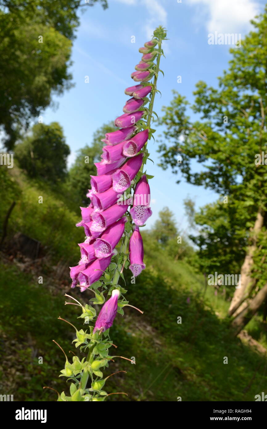 Portrait of a foxglove in Stock Wood, near Hever in the Weald of Kent, one of the UK's most spectacular wildflowers. Digitalis is a forest plant. Stock Photo