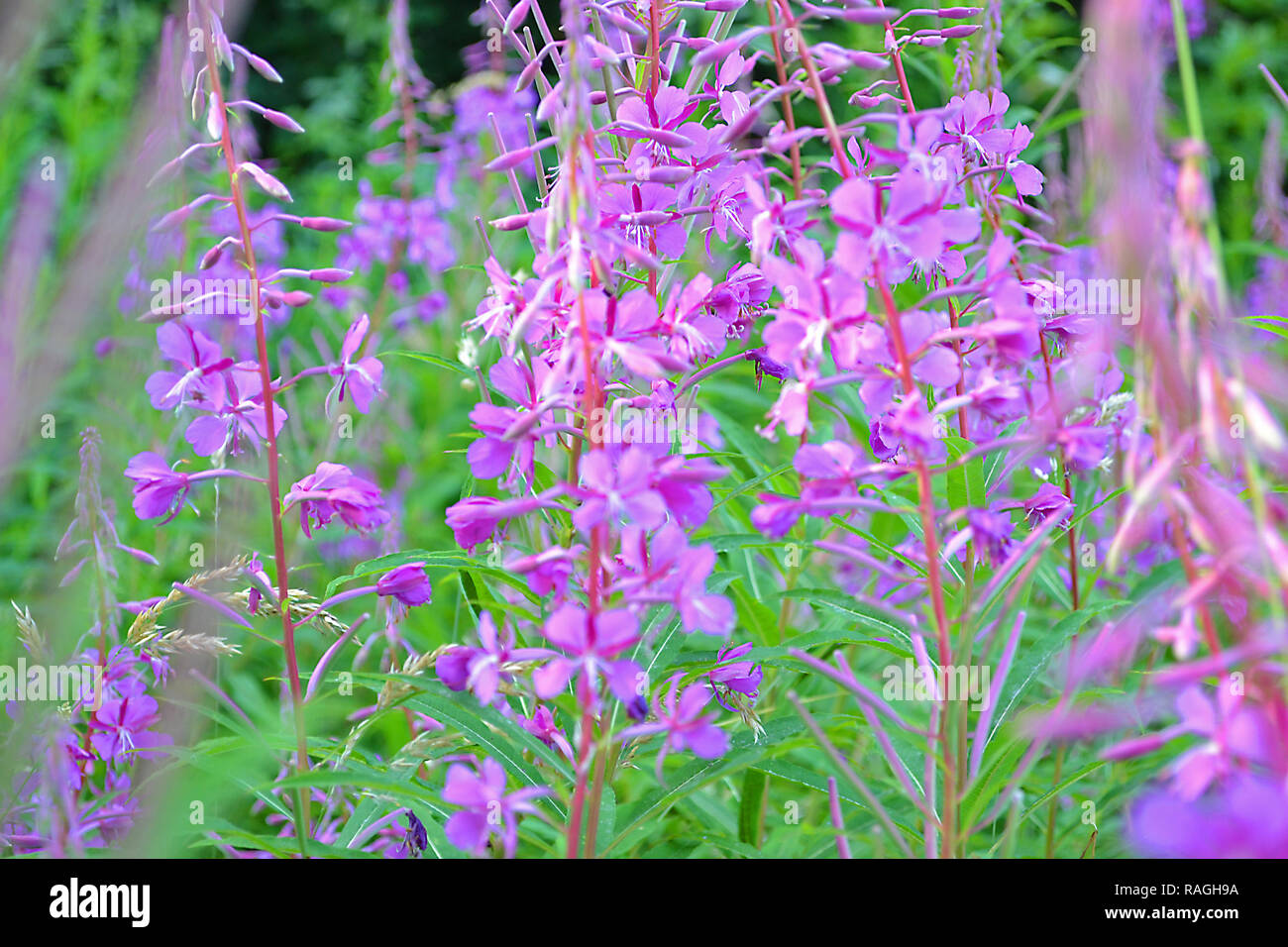 Rosebay willowherb grows in profusion in woodland clearings in the North Downs, here at One Tree Hill, Sevenoaks, Kent, on the Greensand Ridge. July Stock Photo
