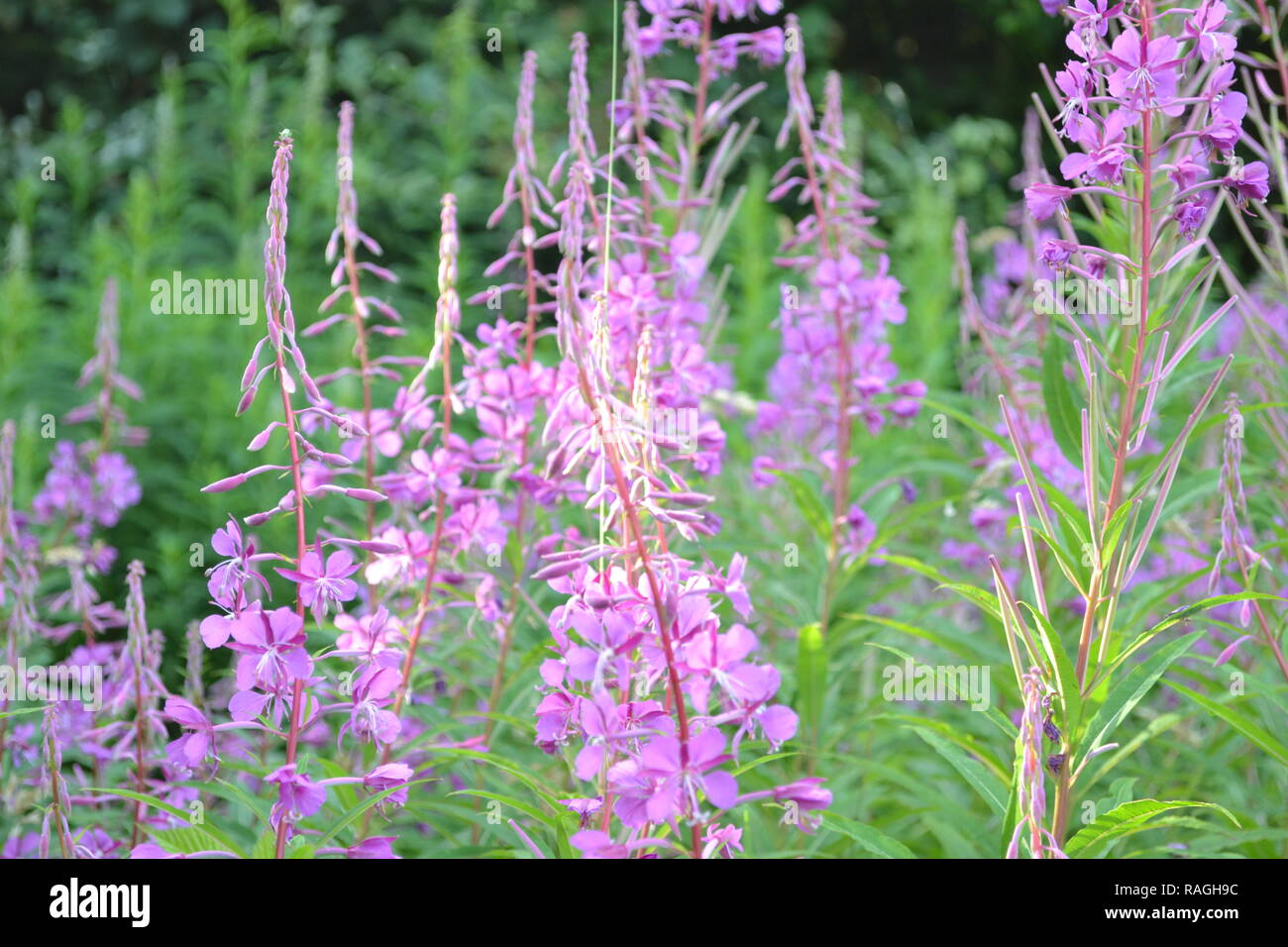 Rosebay willowherb grows in profusion in woodland clearings in the North Downs, here at One Tree Hill, Sevenoaks, Kent, on the Greensand Ridge. July Stock Photo