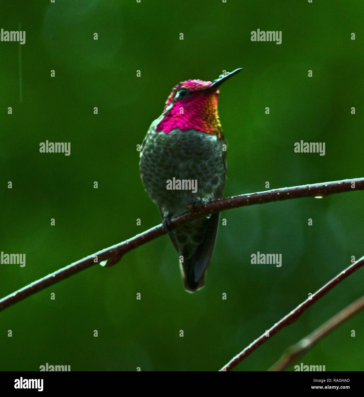 Hummingbird Stock Photo