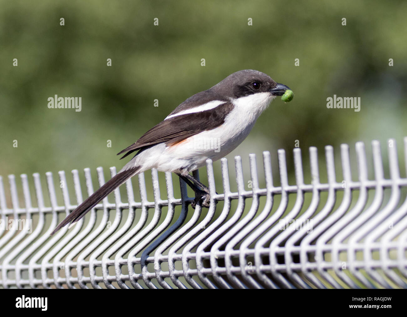 Common Fiscal (Lanius collaris) Stock Photo