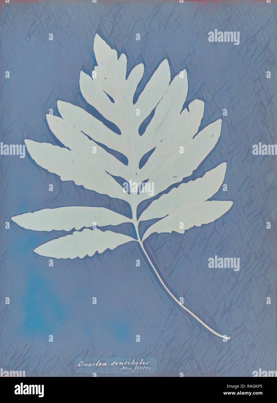 Onoclea sensibilis, New Jersey, Anna Atkins (British, 1799 - 1871), England, 1853, Cyanotype, 25.4 × 19.4 cm (10 × 7 reimagined Stock Photo