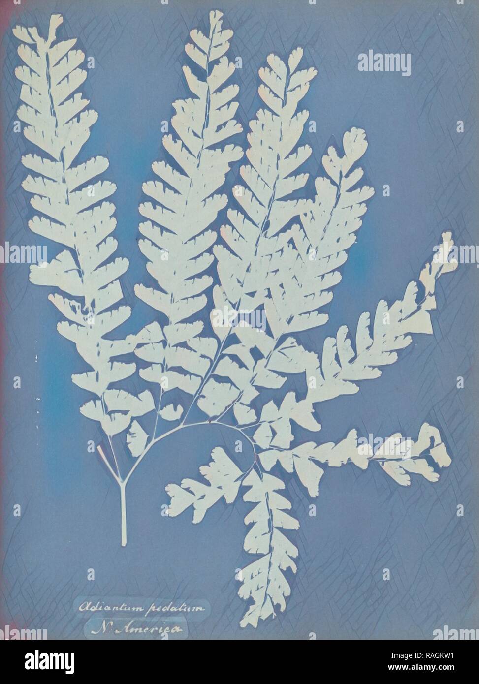 Adiantum pedatum, N. America, Anna Atkins (British, 1799 - 1871), England, 1853, Cyanotype, 25.4 × 19.4 cm (10 × 7 5, reimagined Stock Photo
