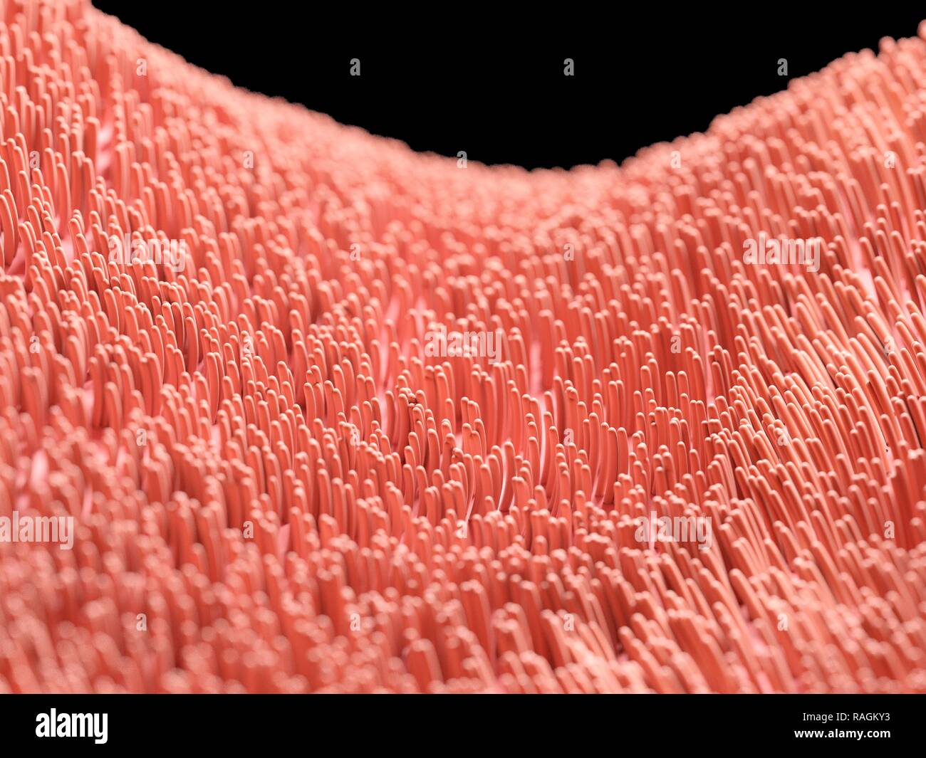 Illustration of human cilia. Stock Photo