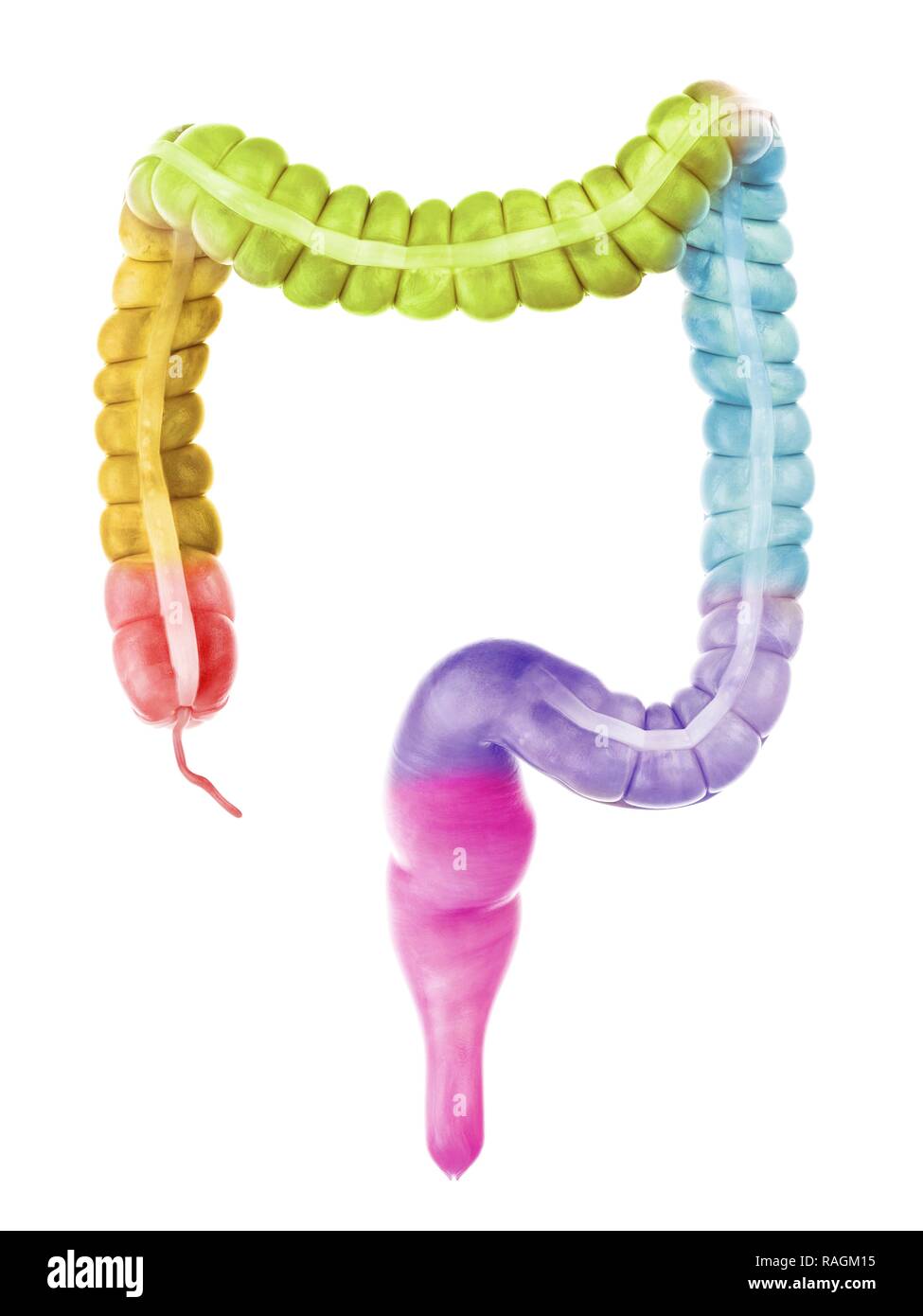 Illustration of the colon sections Stock Photo - Alamy