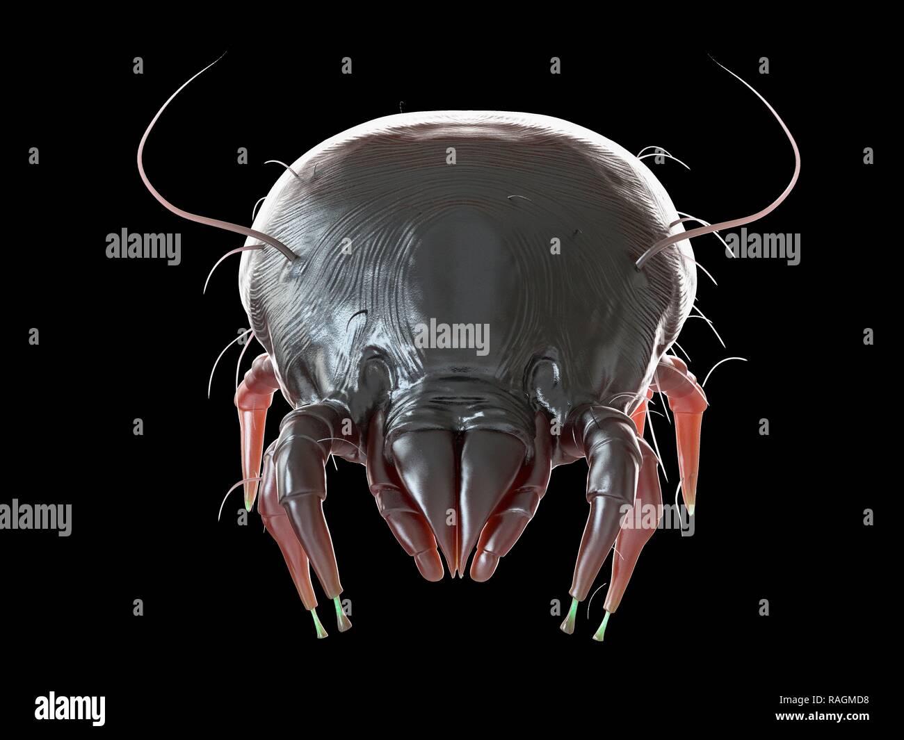 Illustration of a dust mite. Stock Photo
