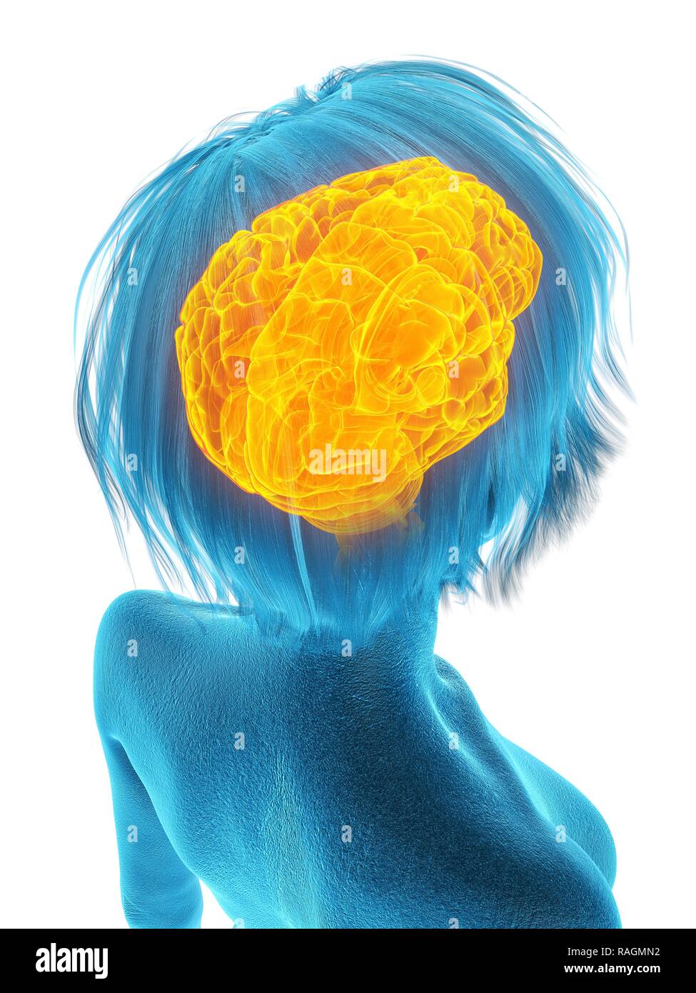Illustration of an old woman's brain. Stock Photo
