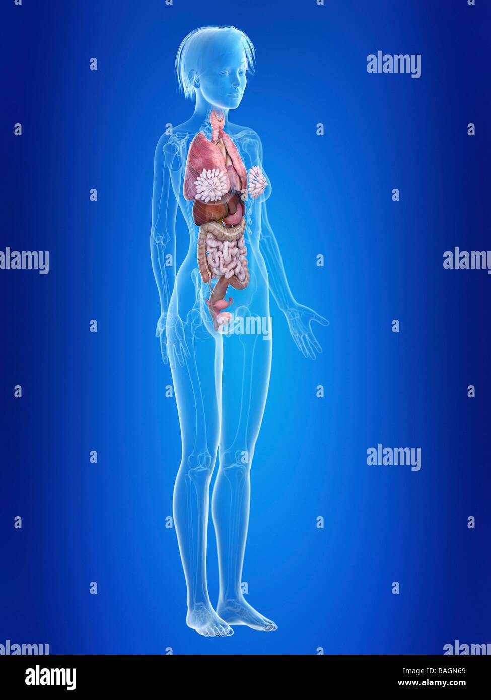 Illustration of a woman's organs Stock Photo - Alamy